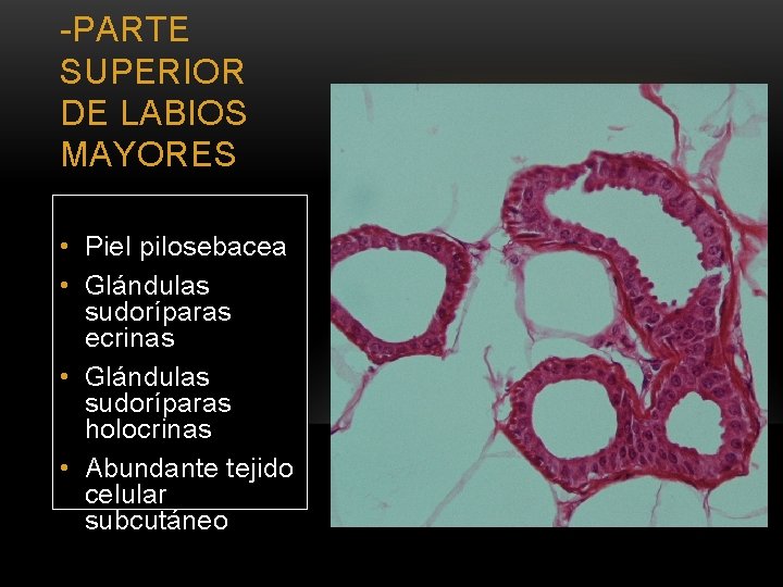 -PARTE SUPERIOR DE LABIOS MAYORES • Piel pilosebacea • Glándulas sudoríparas ecrinas • Glándulas