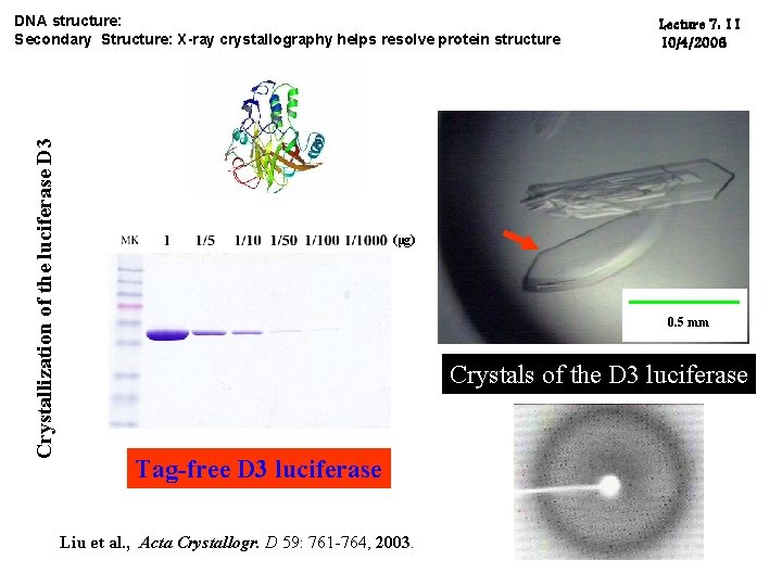 Crystallization of the luciferase D 3 DNA structure: Secondary Structure: X-ray crystallography helps resolve