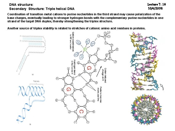 DNA structure: Secondary Structure: Triple helical DNA Lecture 7: 16 10/4/2006 Coordination of transition DNA structure: Secondary Structure: Triple helical DNA Lecture 7: 16 10/4/2006 Coordination of transition