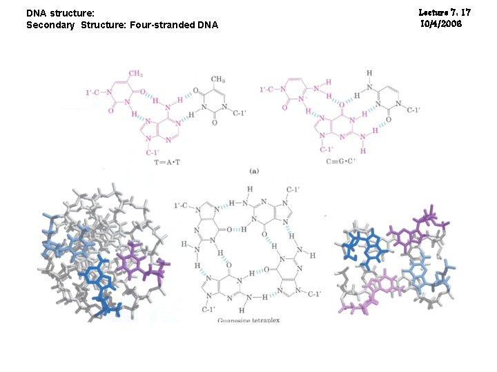 DNA structure: Secondary Structure: Four-stranded DNA Lecture 7: 17 10/4/2006 