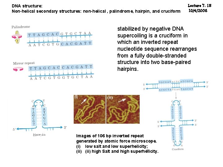 DNA structure: Non-helical secondary structures: non-helical , palindrome, hairpin, and cruciform Lecture 7: 18