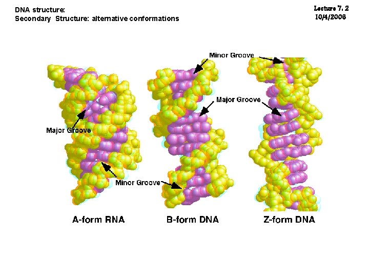 DNA structure: Secondary Structure: alternative conformations Lecture 7: 2 10/4/2006 DNA structure: Secondary Structure: alternative conformations Lecture 7: 2 10/4/2006