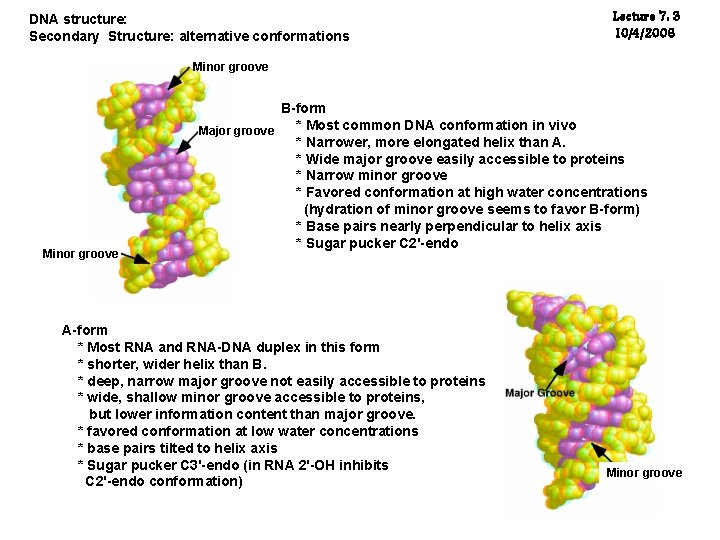 DNA structure: Secondary Structure: alternative conformations Lecture 7: 3 10/4/2006 Minor groove B-form *