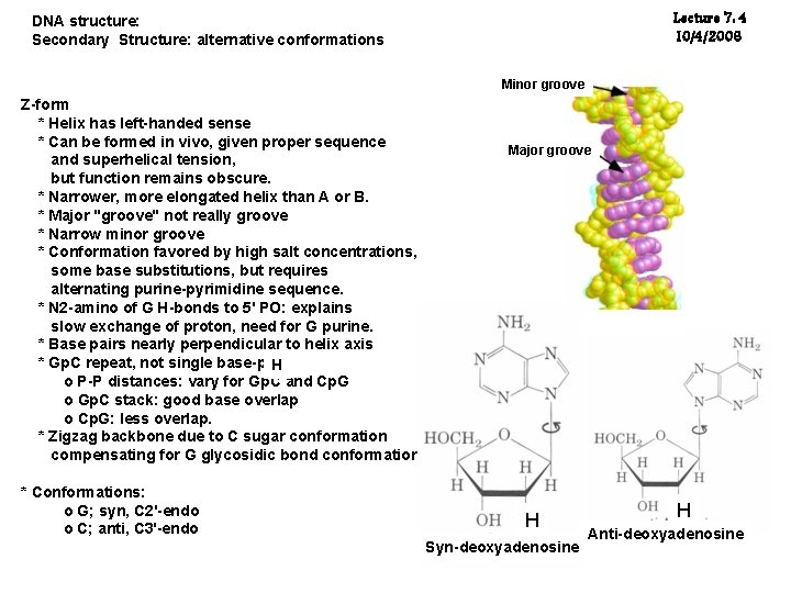Lecture 7: 4 10/4/2006 DNA structure: Secondary Structure: alternative conformations Minor groove Z-form *