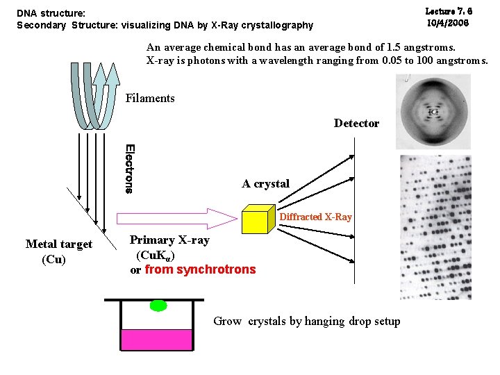 Lecture 7: 6 10/4/2006 DNA structure: Secondary Structure: visualizing DNA by X-Ray crystallography An Lecture 7: 6 10/4/2006 DNA structure: Secondary Structure: visualizing DNA by X-Ray crystallography An