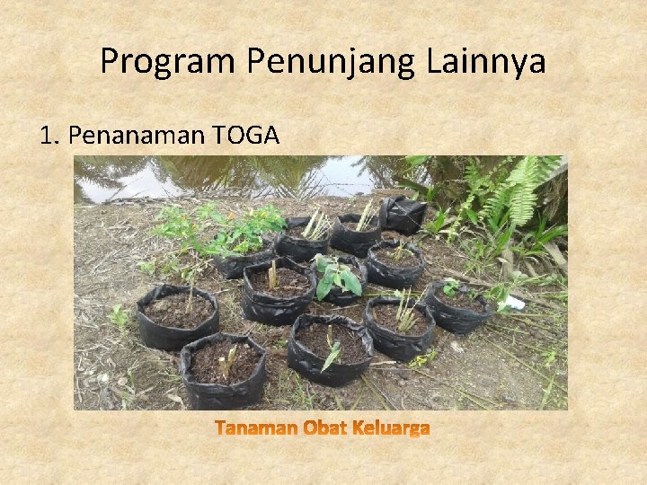 Program Penunjang Lainnya 1. Penanaman TOGA 