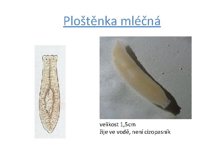 Ploštěnka mléčná velikost 1, 5 cm žije ve vodě, není cizopasník 