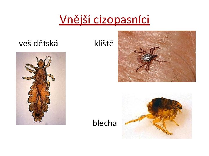 Vnější cizopasníci veš dětská klíště blecha 