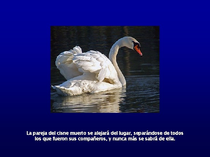 La pareja del cisne muerto se alejará del lugar, separándose de todos los que
