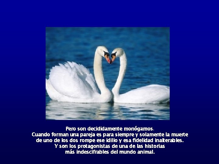 Pero son decididamente monógamos. Cuando forman una pareja es para siempre y solamente la