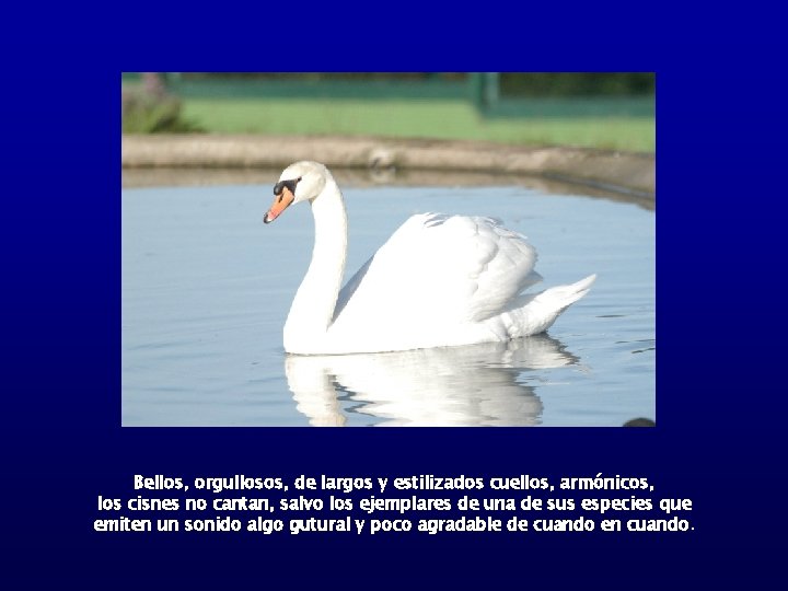 Bellos, orgullosos, de largos y estilizados cuellos, armónicos, los cisnes no cantan, salvo los