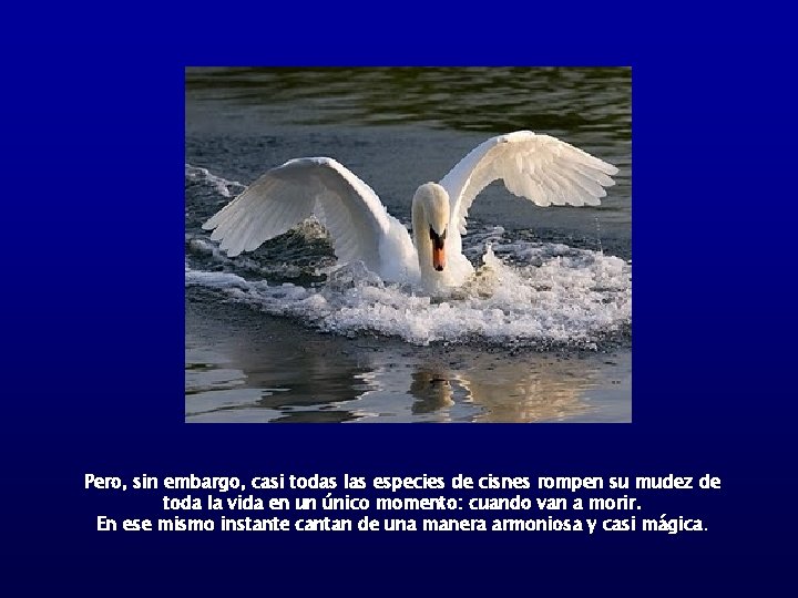 Pero, sin embargo, casi todas las especies de cisnes rompen su mudez de toda