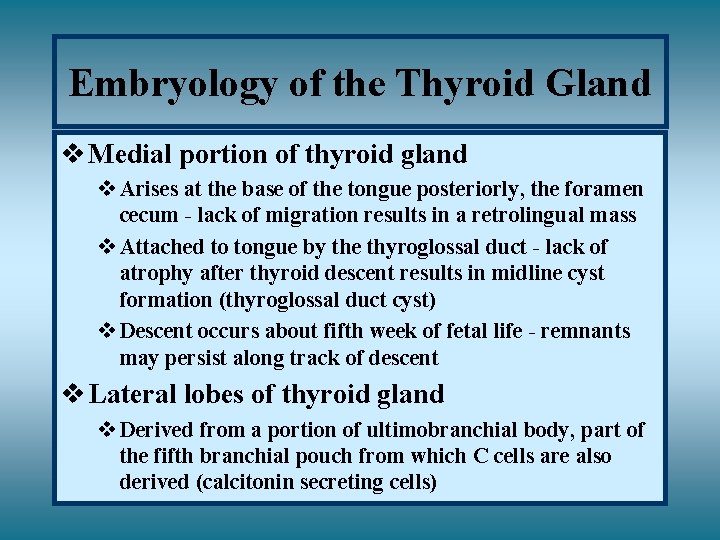 Embryology of the Thyroid Gland v Medial portion of thyroid gland v Arises at