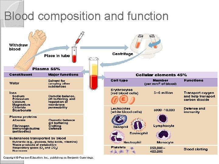 Blood composition and function 