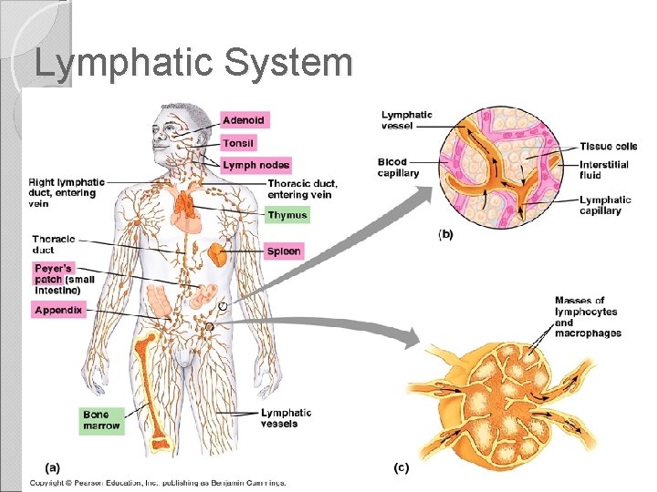 Lymphatic System Functions ◦ Returns excess body fluid to blood ◦ Transports fats from
