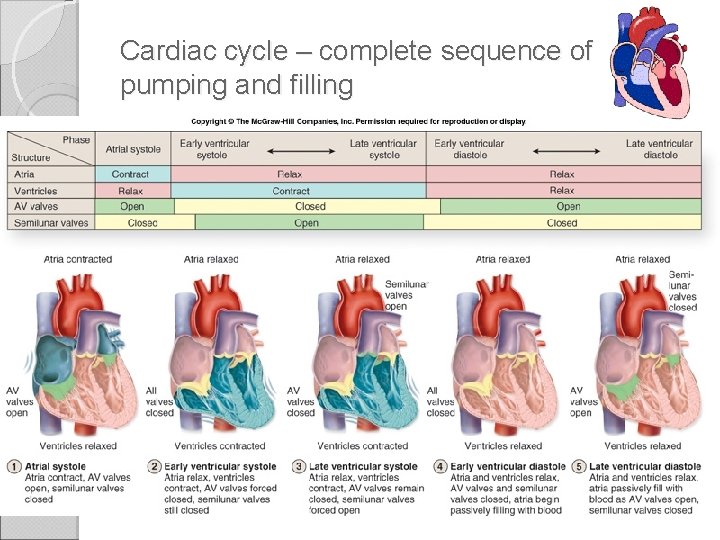 Cardiac cycle – complete sequence of pumping and filling 