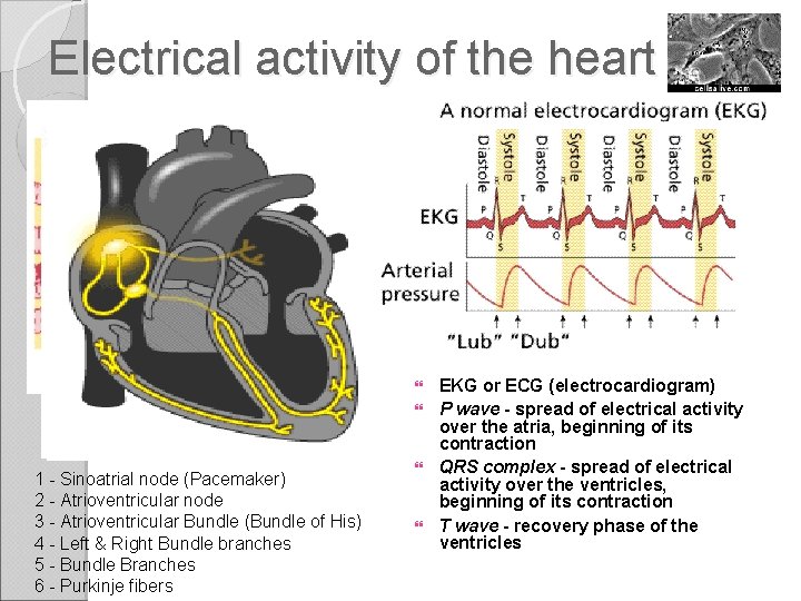 Electrical activity of the heart 1 - Sinoatrial node (Pacemaker) 2 - Atrioventricular node
