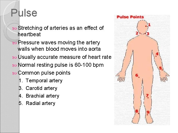 Pulse Stretching of arteries as an effect of heartbeat Pressure waves moving the artery