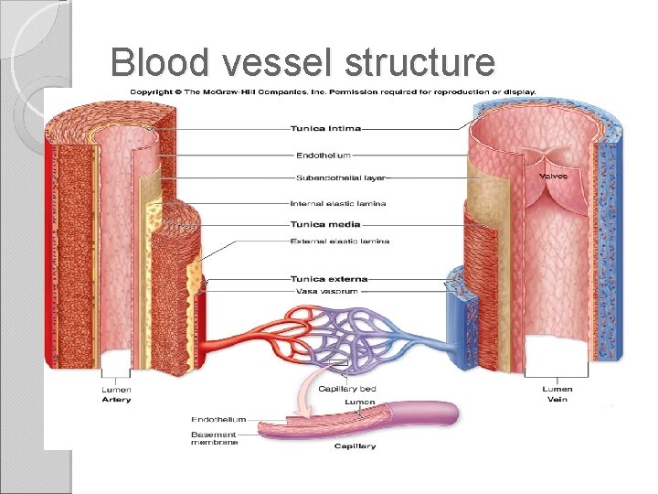 Blood vessel structure 