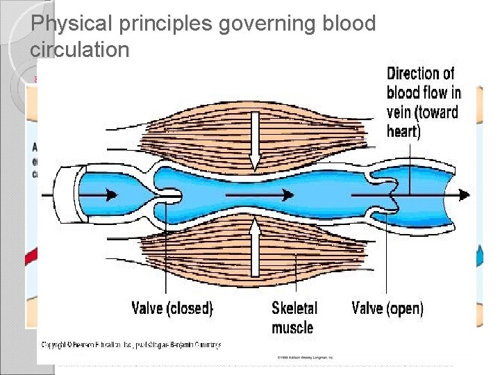 Physical principles governing blood circulation Blood flow velocity ◦ Aorta (30 cm/s) ◦ Capillaries