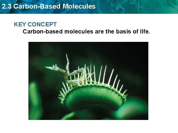 2. 3 Carbon-Based Molecules KEY CONCEPT Carbon-based molecules are the basis of life. 