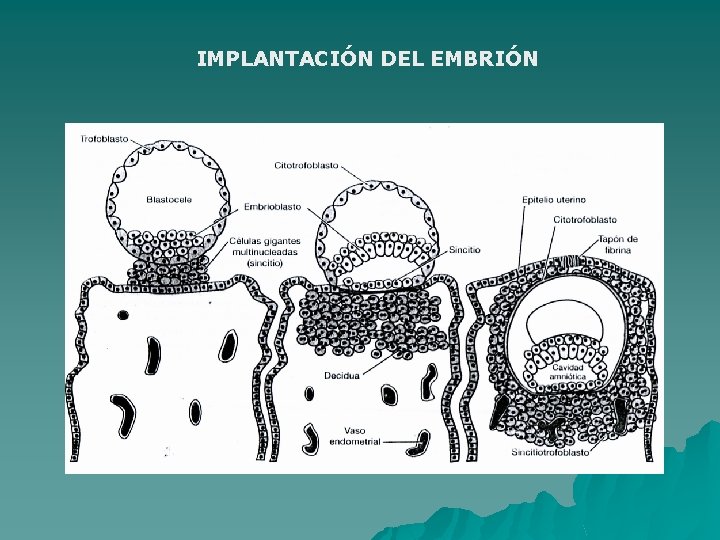 FISIOLOGIA DE LA FECUNDACION EMBARAZO PARTO Y LACTANCIA