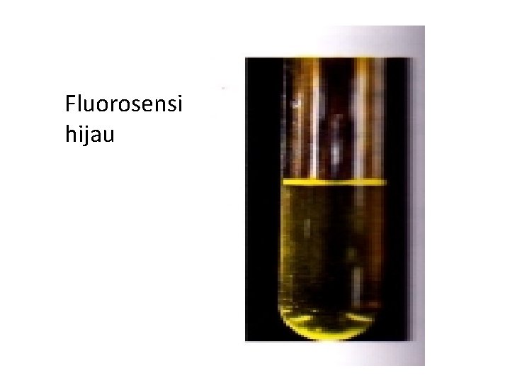 Fluorosensi hijau 