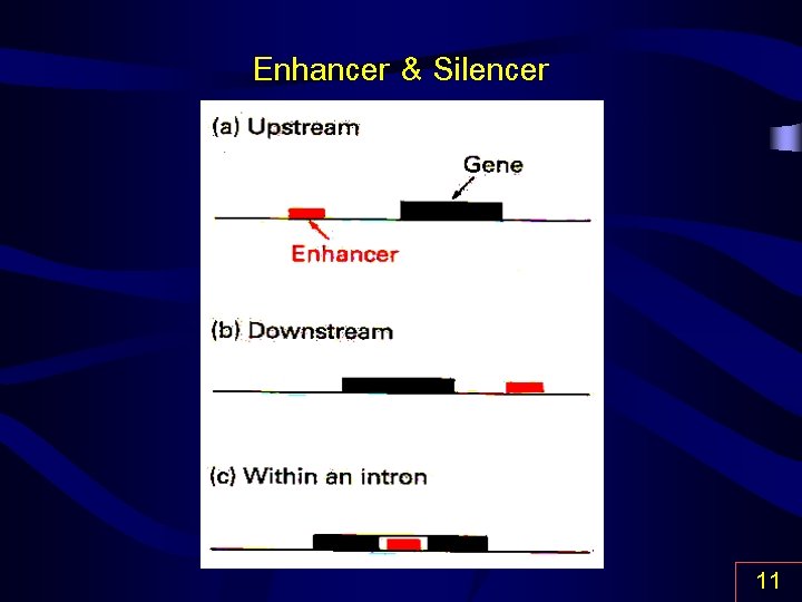 Enhancer & Silencer 11 