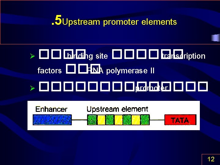 . 5 Upstream promoter elements ���� binding site ������ transcription factors ��� RNA polymerase