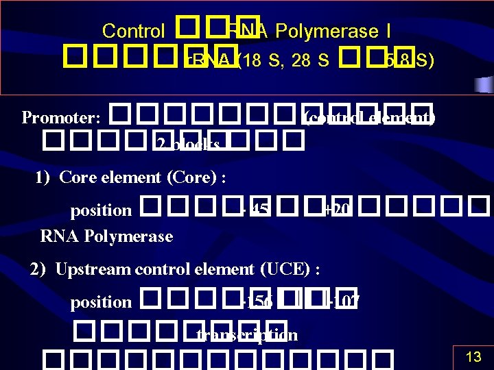 Control ��� RNA Polymerase I ������ r. RNA (18 S, 28 S ��� 5.