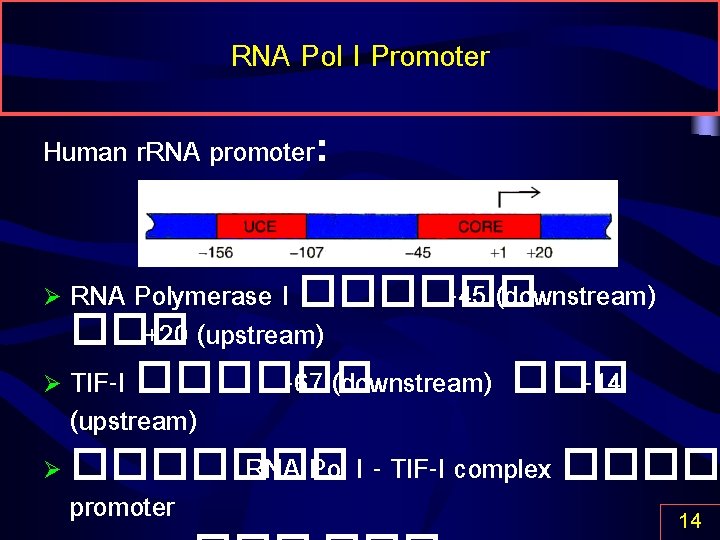 RNA Pol I Promoter Human r. RNA promoter: RNA Polymerase I ������ -45 (downstream)