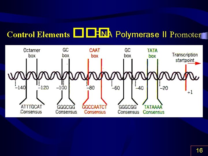 Control Elements ��� RNA Polymerase II Promoter 16 