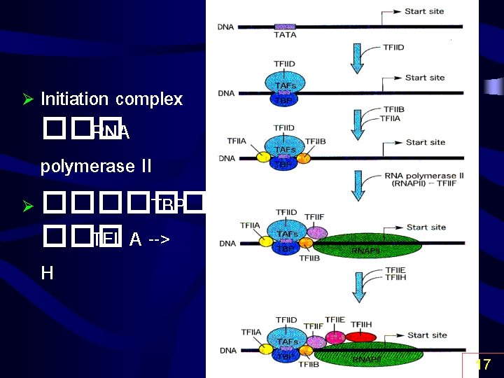 Initiation complex ��� RNA polymerase II Ø ������� TBP ��� TFII A --> H