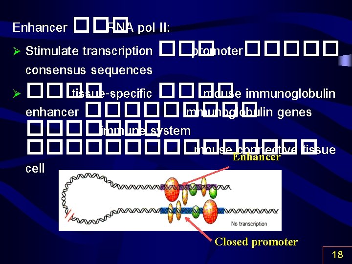 Enhancer ��� RNA pol II: Ø Stimulate transcription ��� promoter����� consensus sequences Ø ����