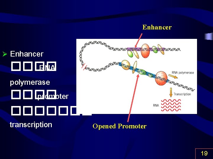 Enhancer Ø Enhancer ���� RNA polymerase ���� promoter ������� transcription Opened Promoter 19 