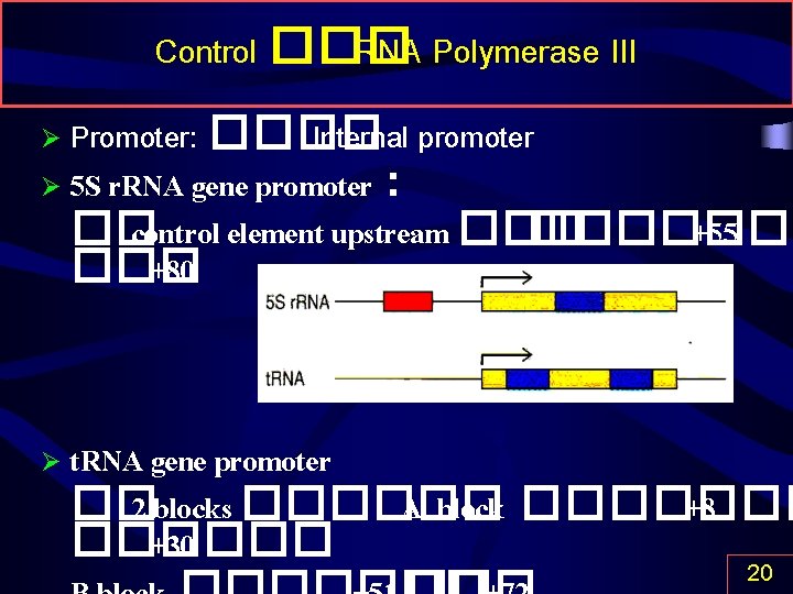 Control ��� RNA Polymerase III Promoter: ���� Internal promoter Ø 5 S r. RNA
