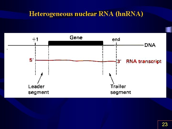 Heterogeneous nuclear RNA (hn. RNA) 23 
