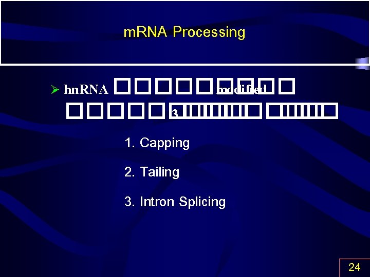 m. RNA Processing Ø hn. RNA ����� modified ����� 3 ������� 1. Capping 2.