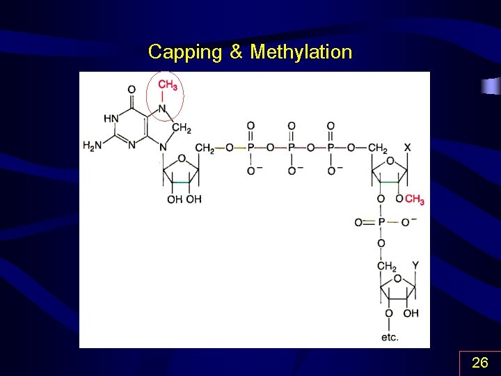 Capping & Methylation 26 