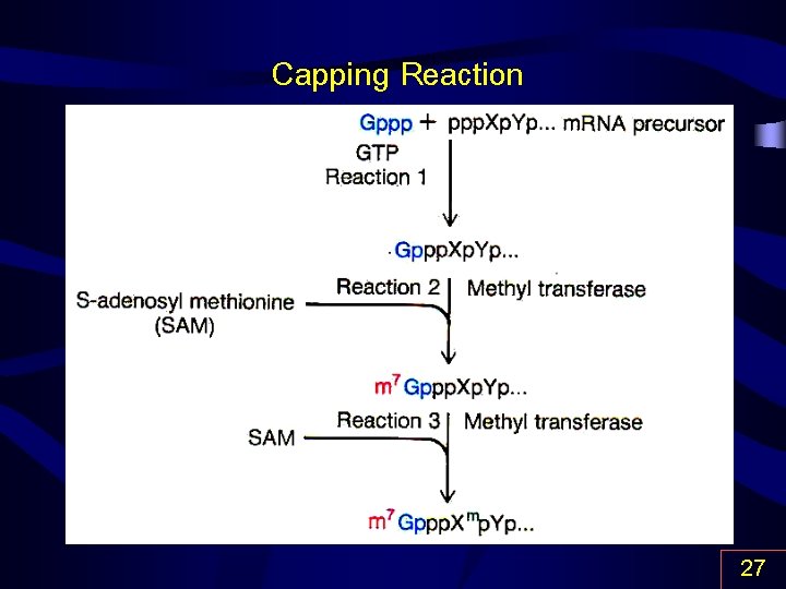 Capping Reaction 27 