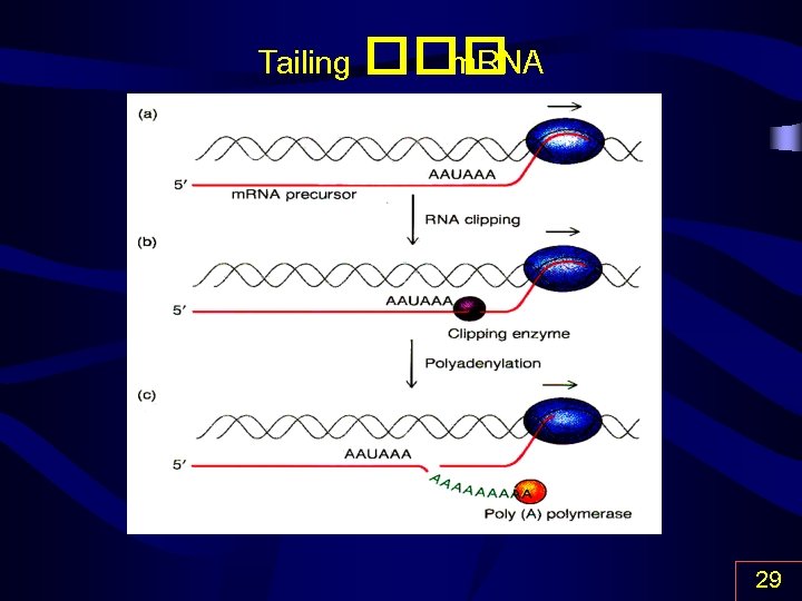 Tailing ��� m. RNA 29 