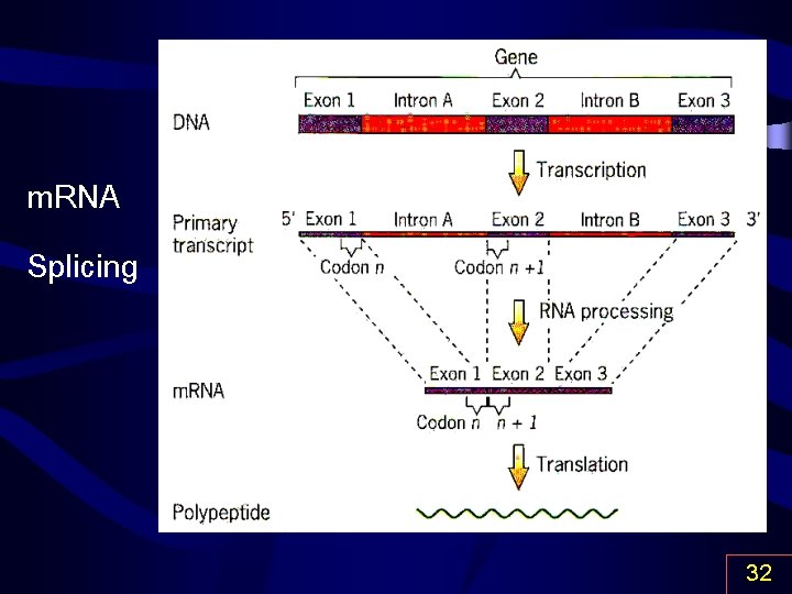 m. RNA Splicing 32 