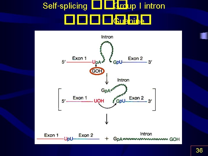 Self-splicing ��� Group I intron ������� Guanine 36 