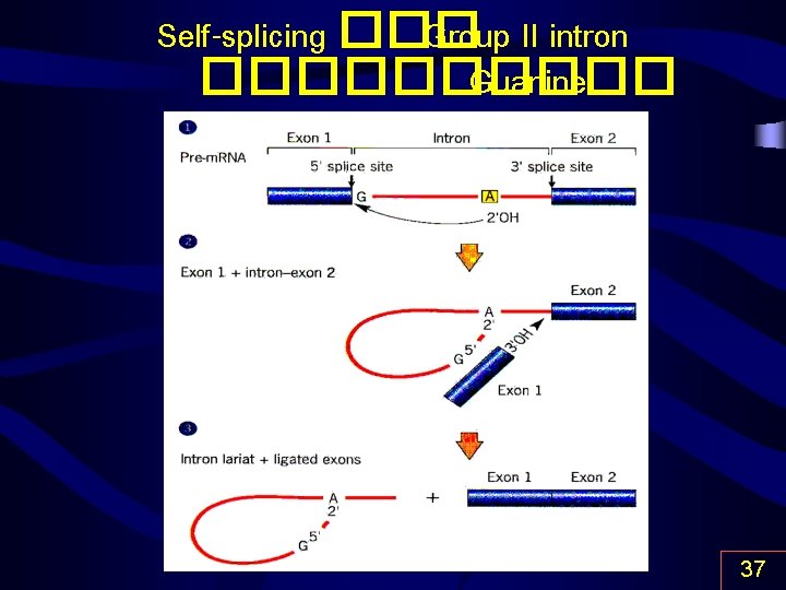 Self-splicing ��� Group II intron ����� Guanine 37 