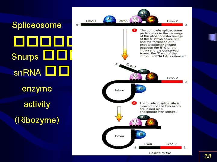 Spliceosome ������� Snurps ��� sn. RNA �� enzyme activity (Ribozyme) 38 