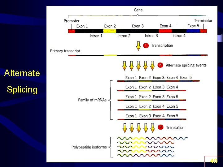 Alternate Splicing 40 