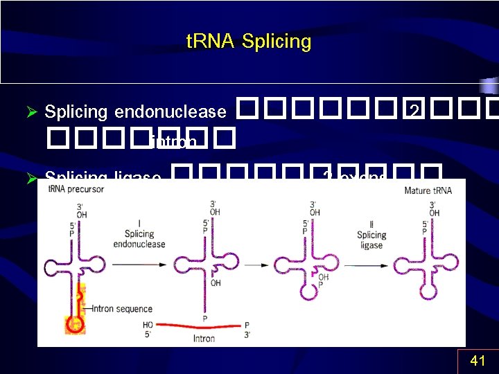 t. RNA Splicing endonuclease ����� 2 ������� intron Ø Splicing ligase ����� 2 exons