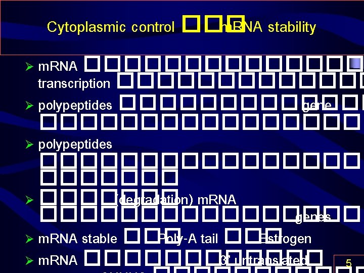 Cytoplasmic control ��� m. RNA stability m. RNA ������ transcription ������� Ø polypeptides �������