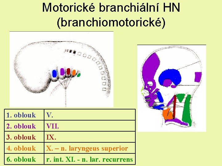 Motorické branchiální HN (branchiomotorické) 1. oblouk 2. oblouk 3. oblouk 4. oblouk V. VII. Motorické branchiální HN (branchiomotorické) 1. oblouk 2. oblouk 3. oblouk 4. oblouk V. VII.