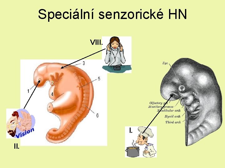 Speciální senzorické HN VIII. I. II. Speciální senzorické HN VIII. I. II.